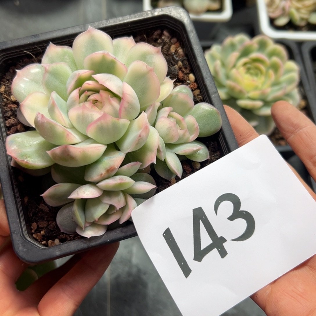 零***雨143、单独反反复复个哥哥