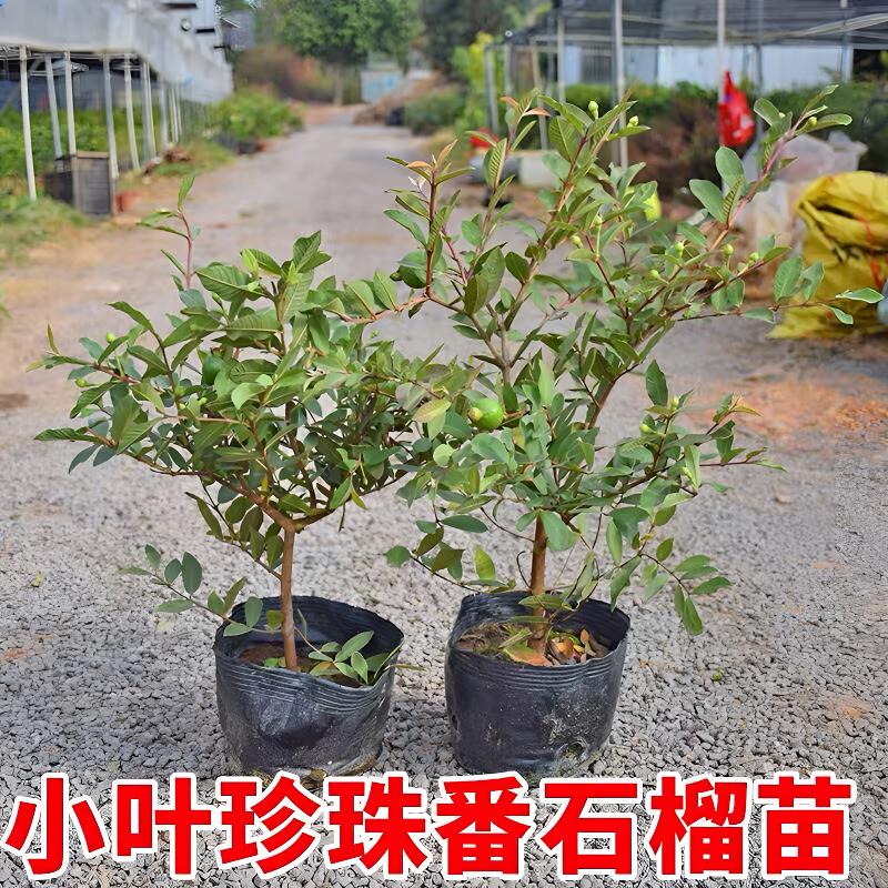 四季小叶珍珠芭乐番石榴果树苗带果发货一物一拍南北方种植结果树