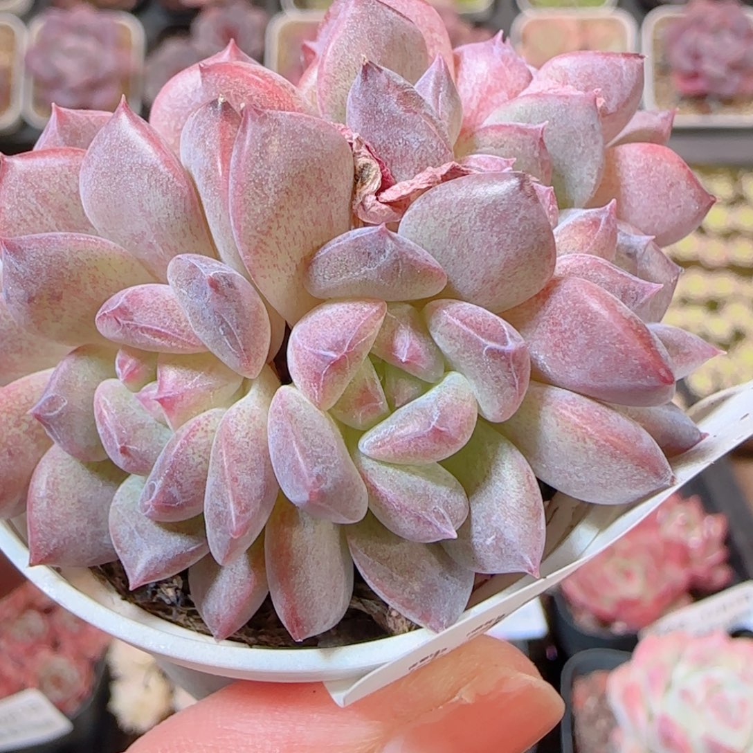 假***想花语多肉1205-331天使琥珀
