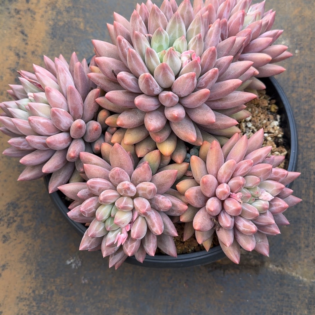 红蜻蜓多肉植物多肉