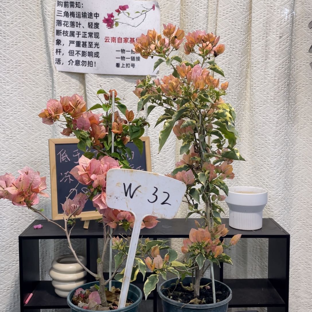 A***e全部花朵马斯+日落W32