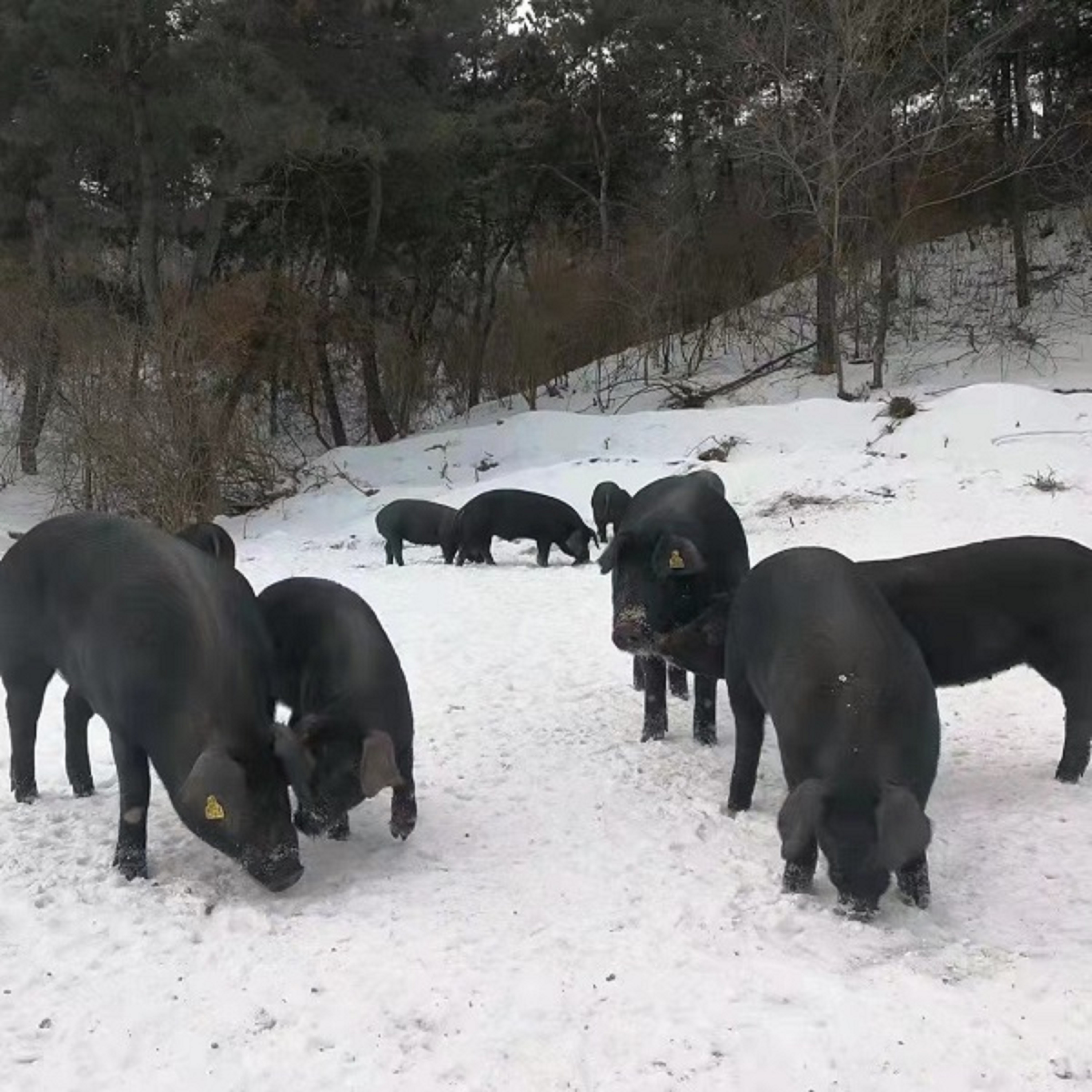 正宗跑山黑土猪现称现改价2号