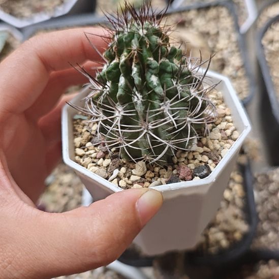 实生智力球，播种带大