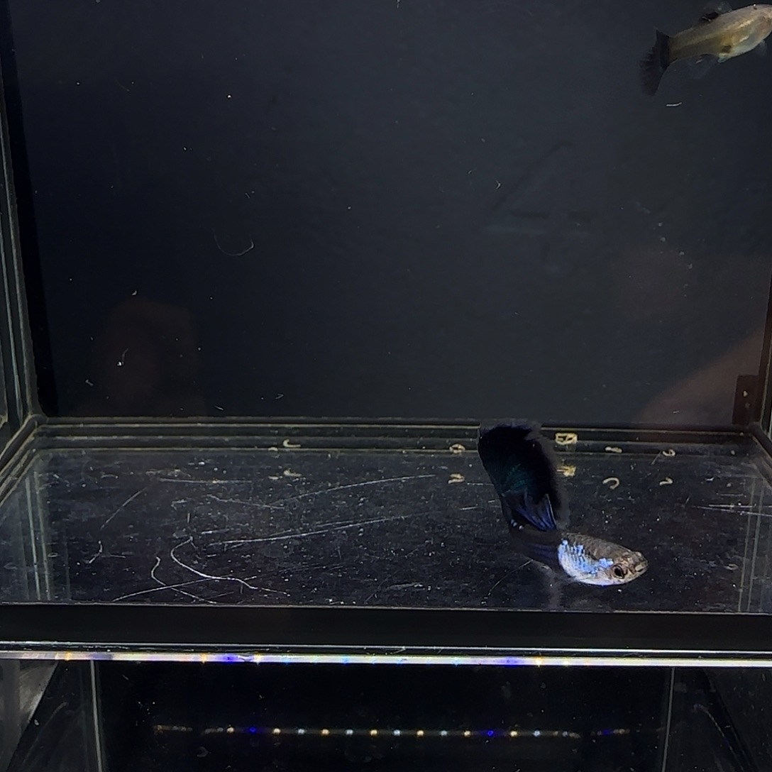 孔雀鱼艾尔银蓝尾一对