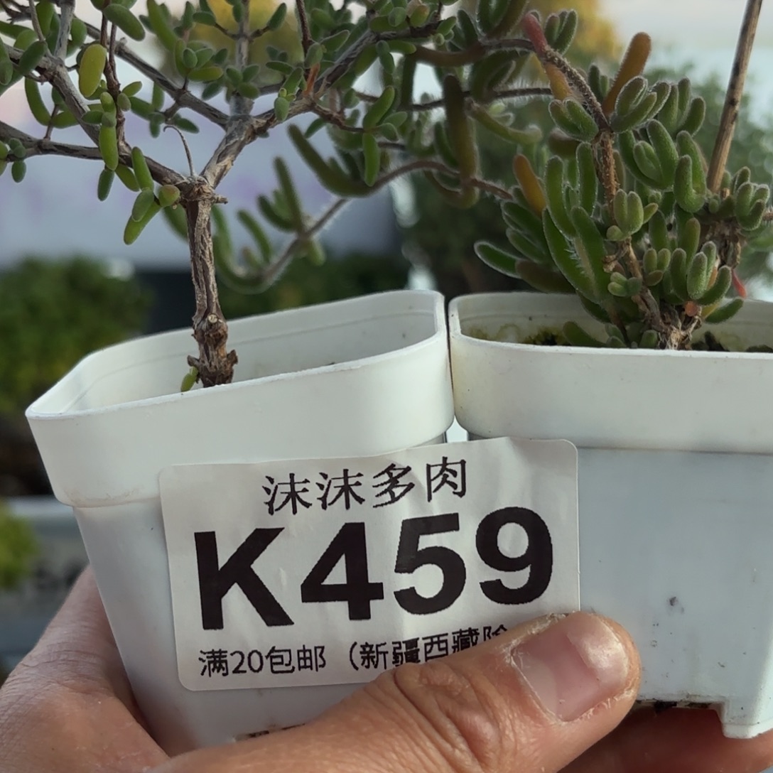 459碧玺和钻石黄化