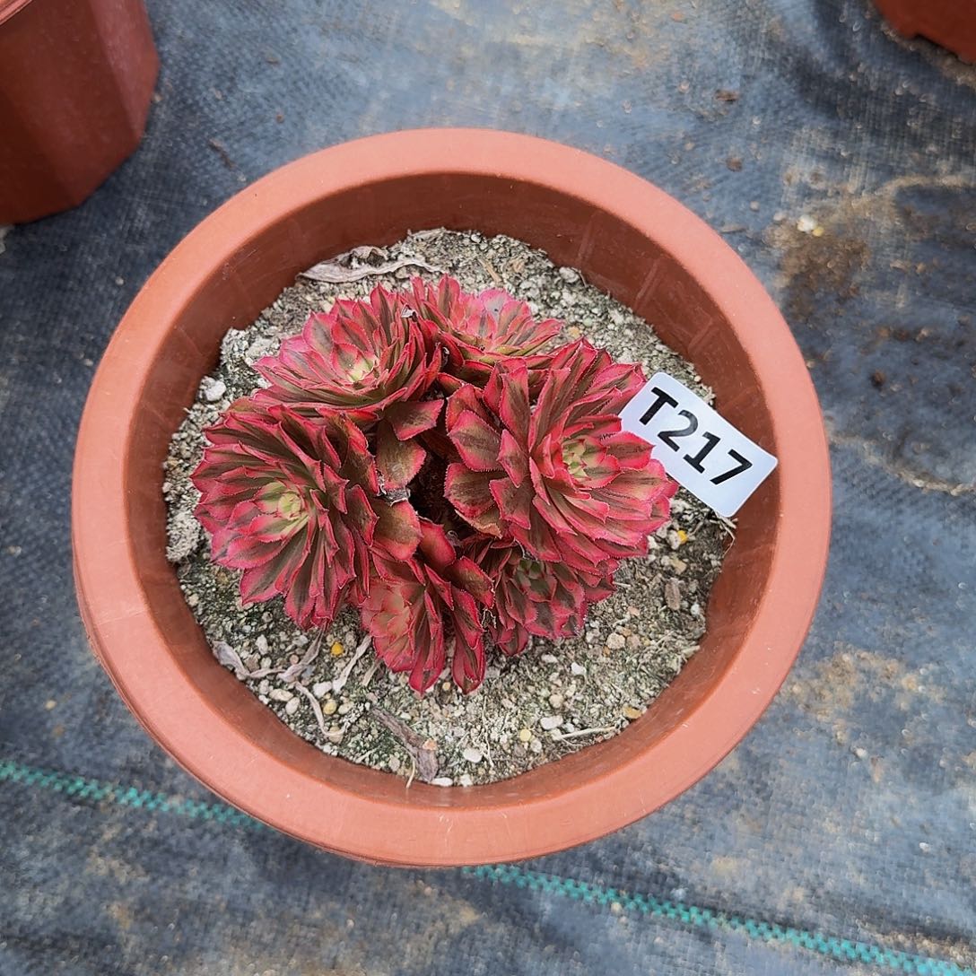 红*?217白月光丛林小颗444冠服7左右