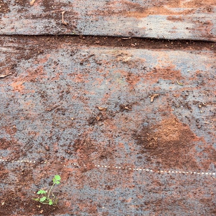 刘***美奖品一颗多肉植物