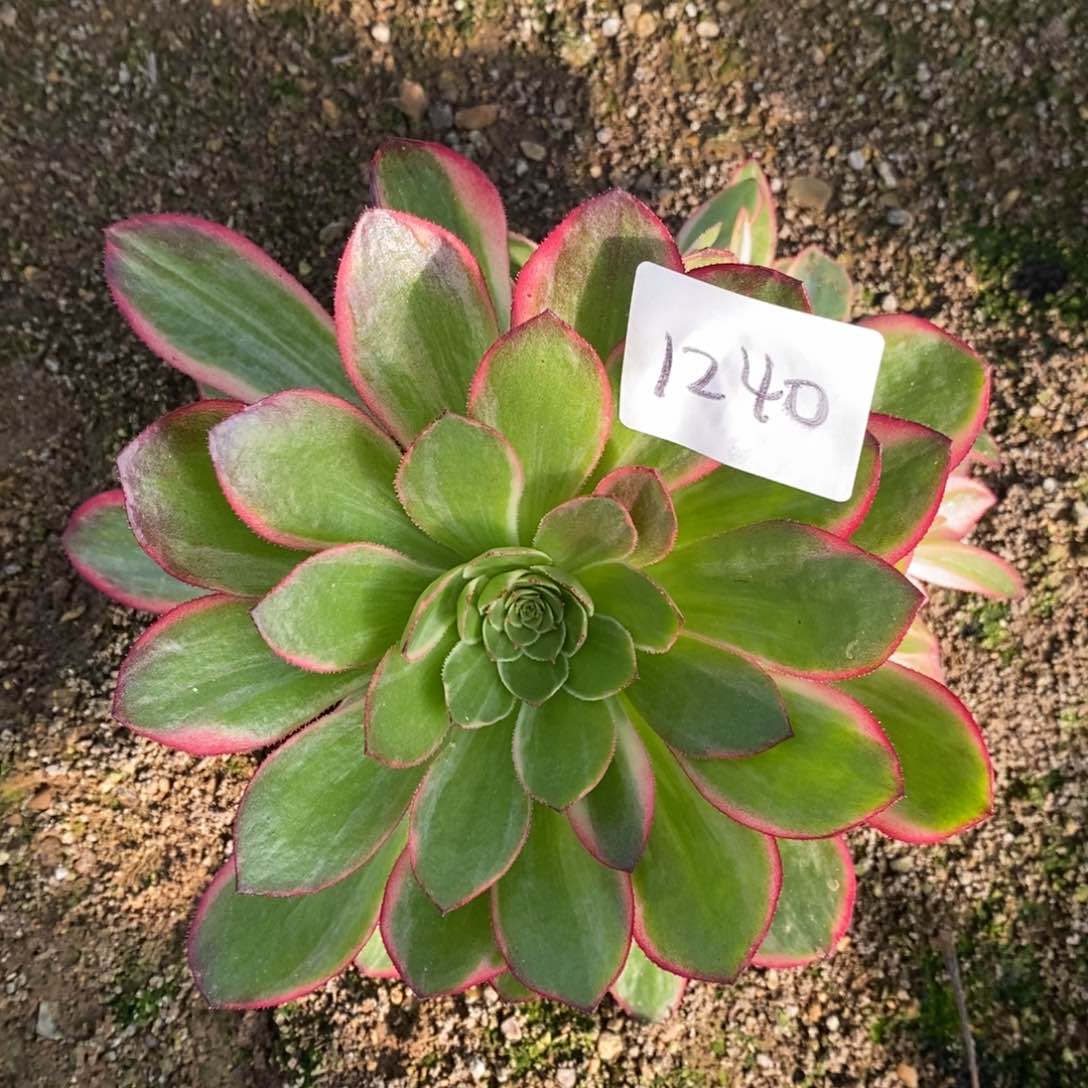 1240黑魔锦多肉植物