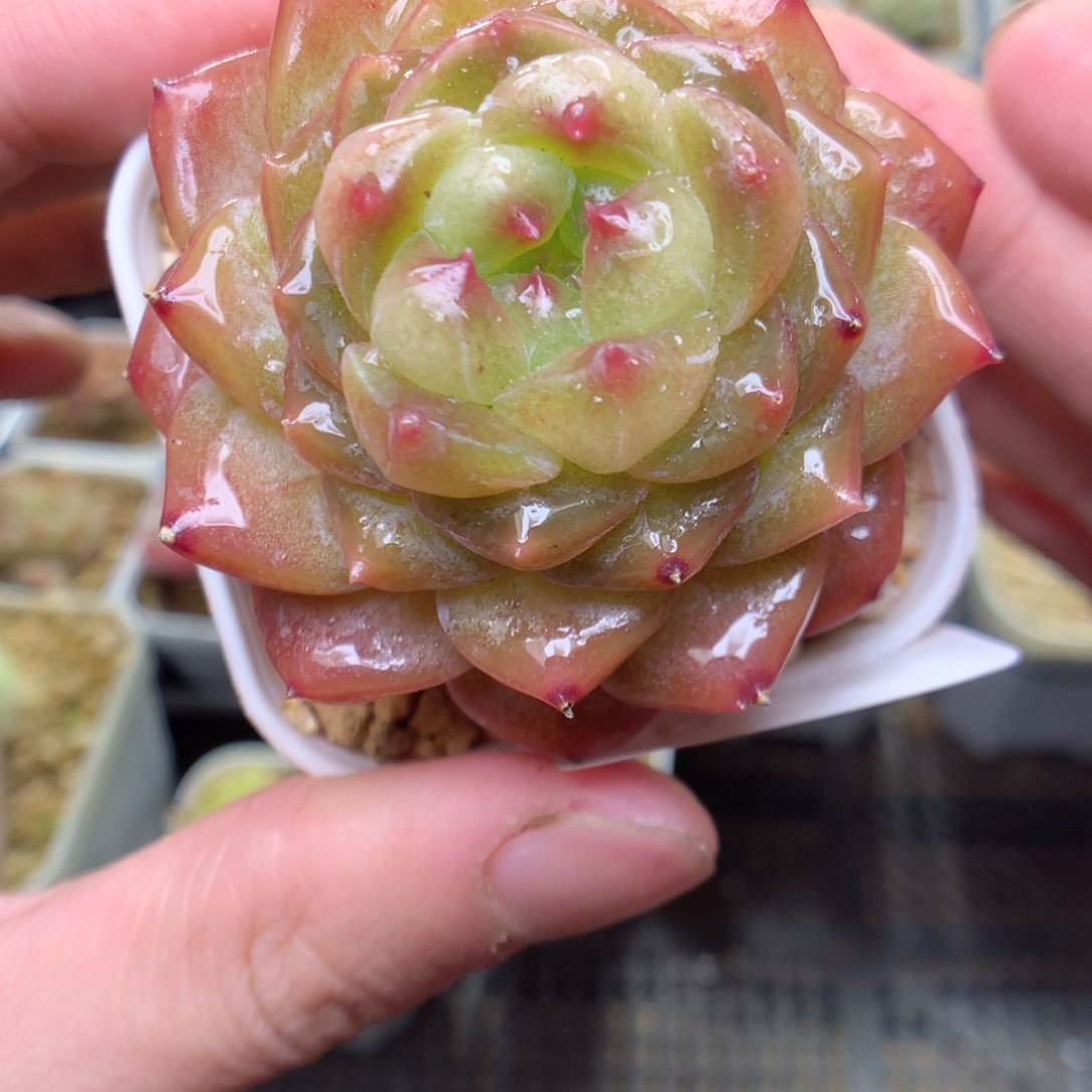 R181y y y y y y y y y y y