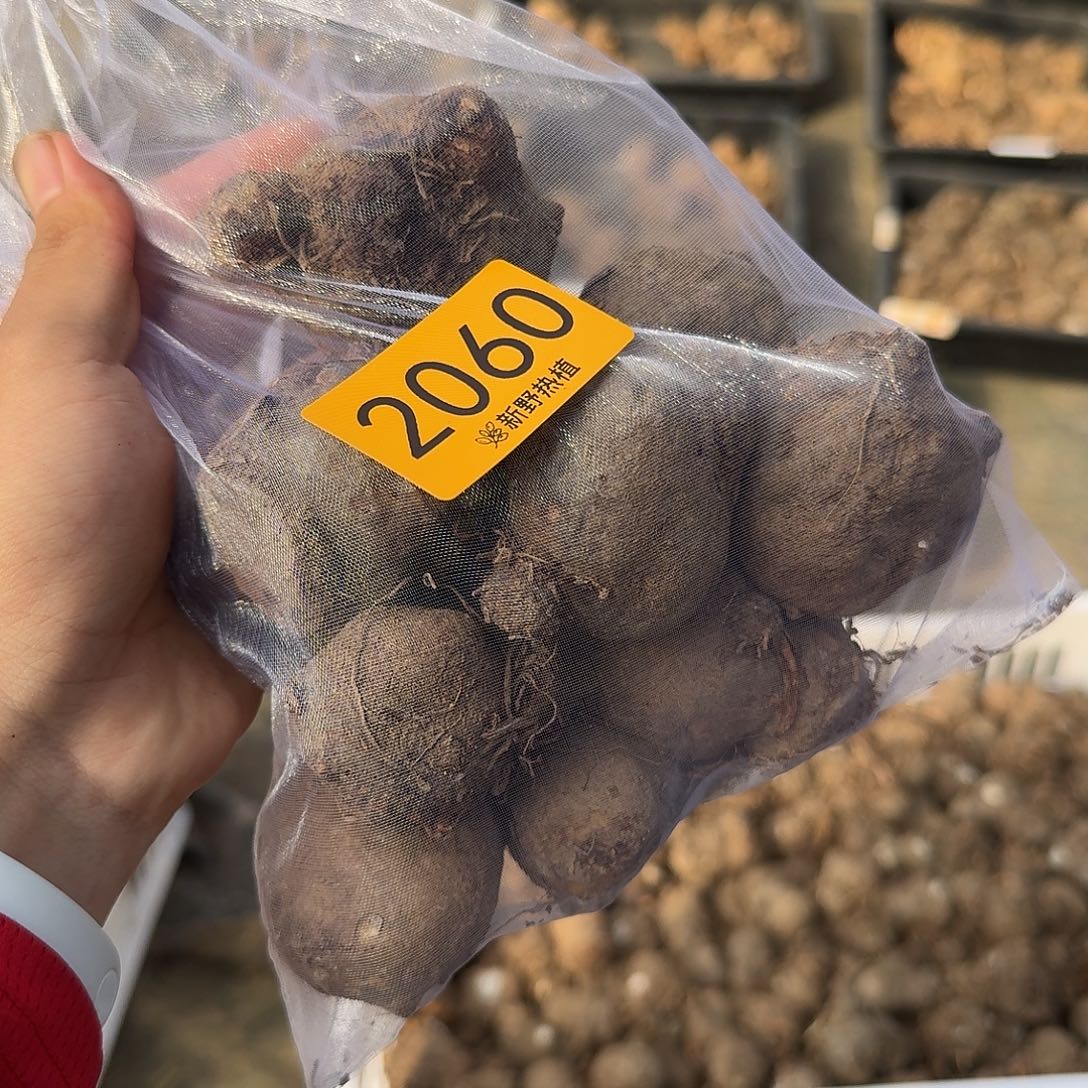 完全开放2060彩叶芋盲盒种球裸球不售后