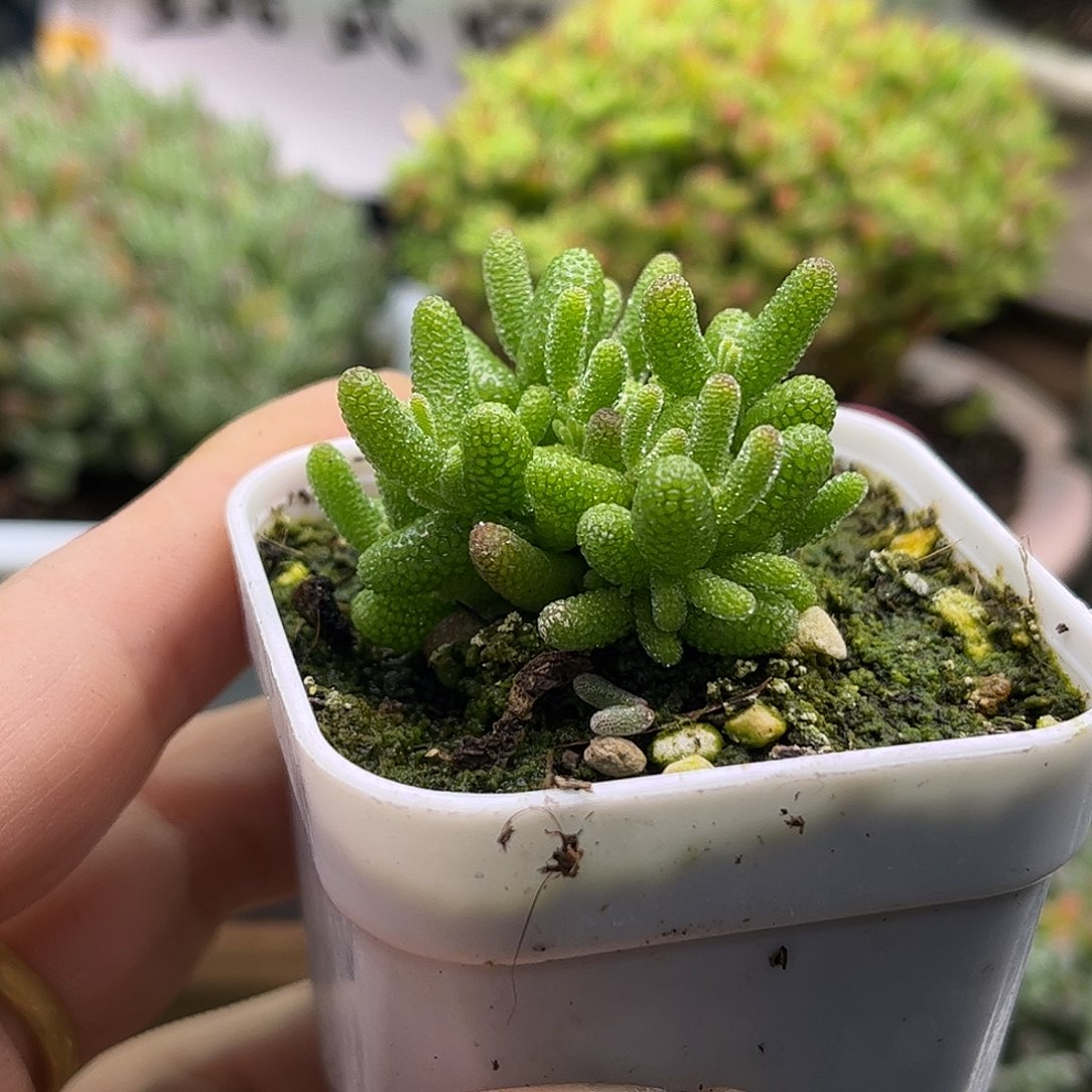 7****实生橘子糖优选枝干