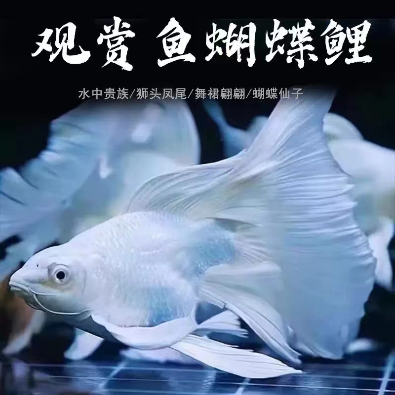 16-18白球白短精品台系蝴蝶鲤鱼自家渔场直发好养易养观赏鱼