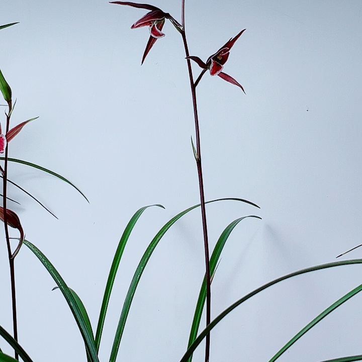 阿***南完全开放一物一拍