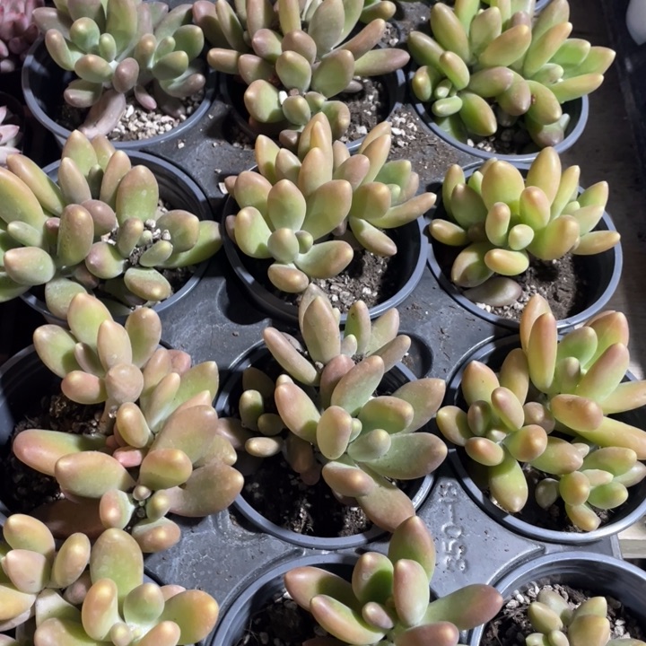 芒果奶15.8一盆8888888
