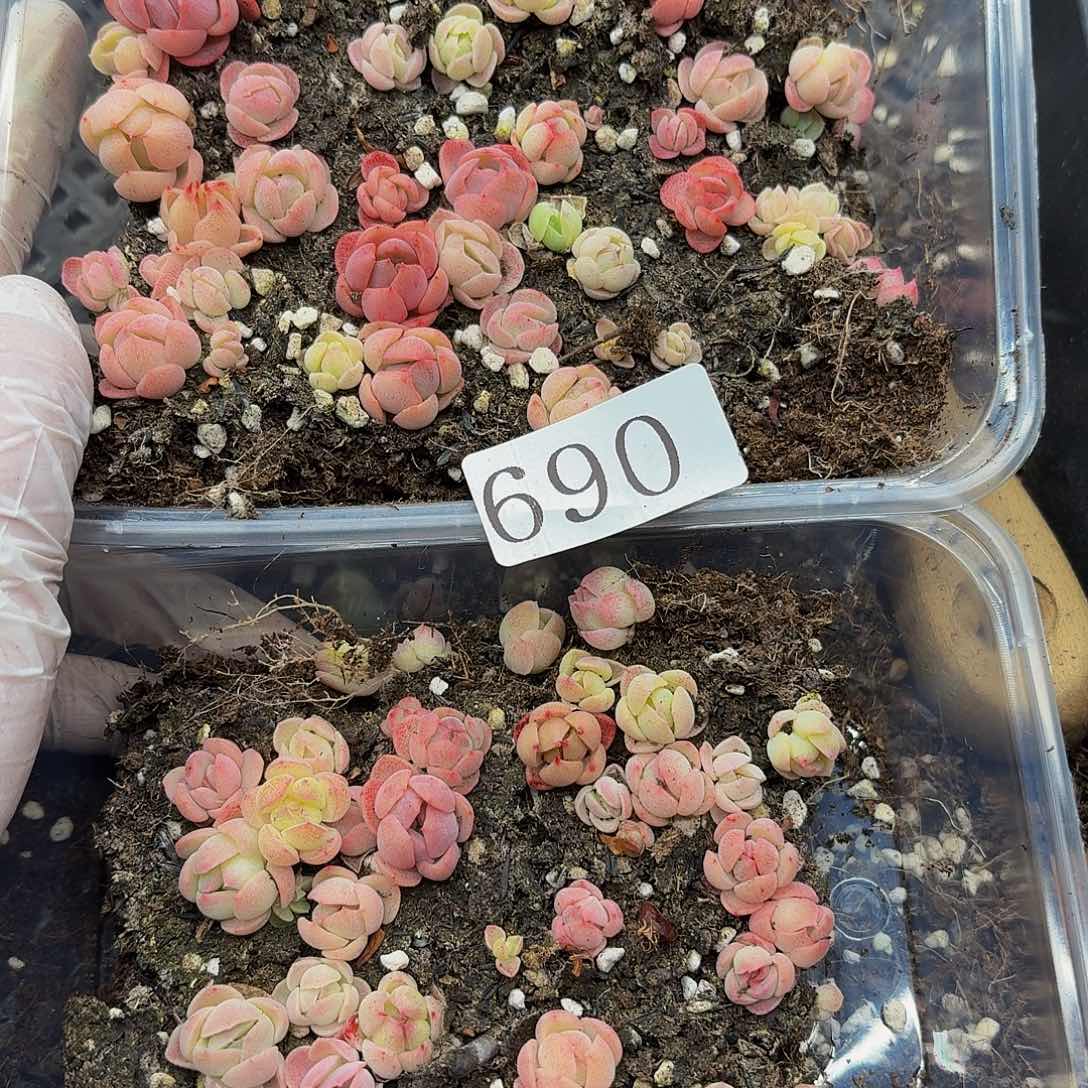 多肉植物多肉植物690