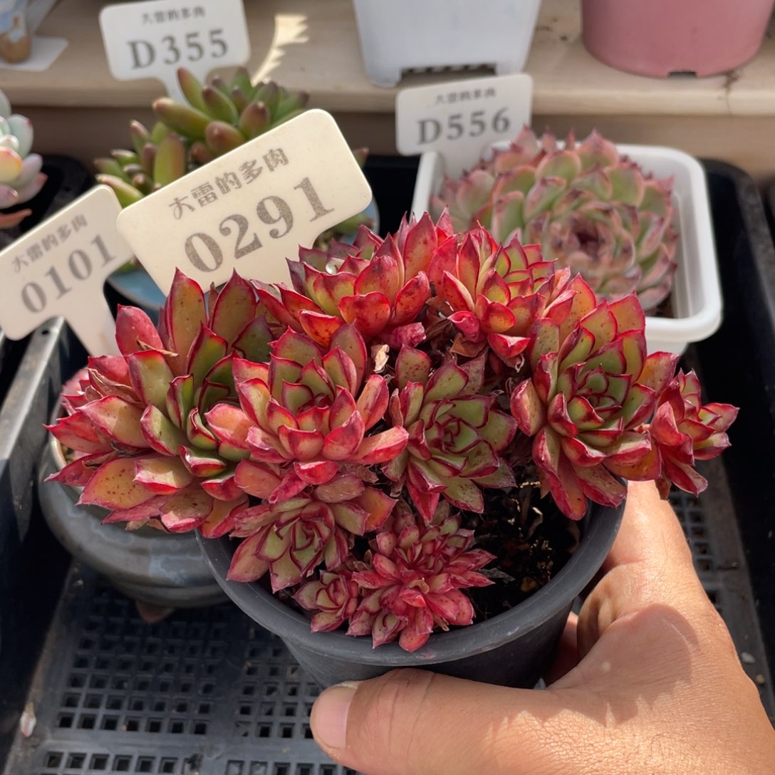 0291不认识不带盆15厘米