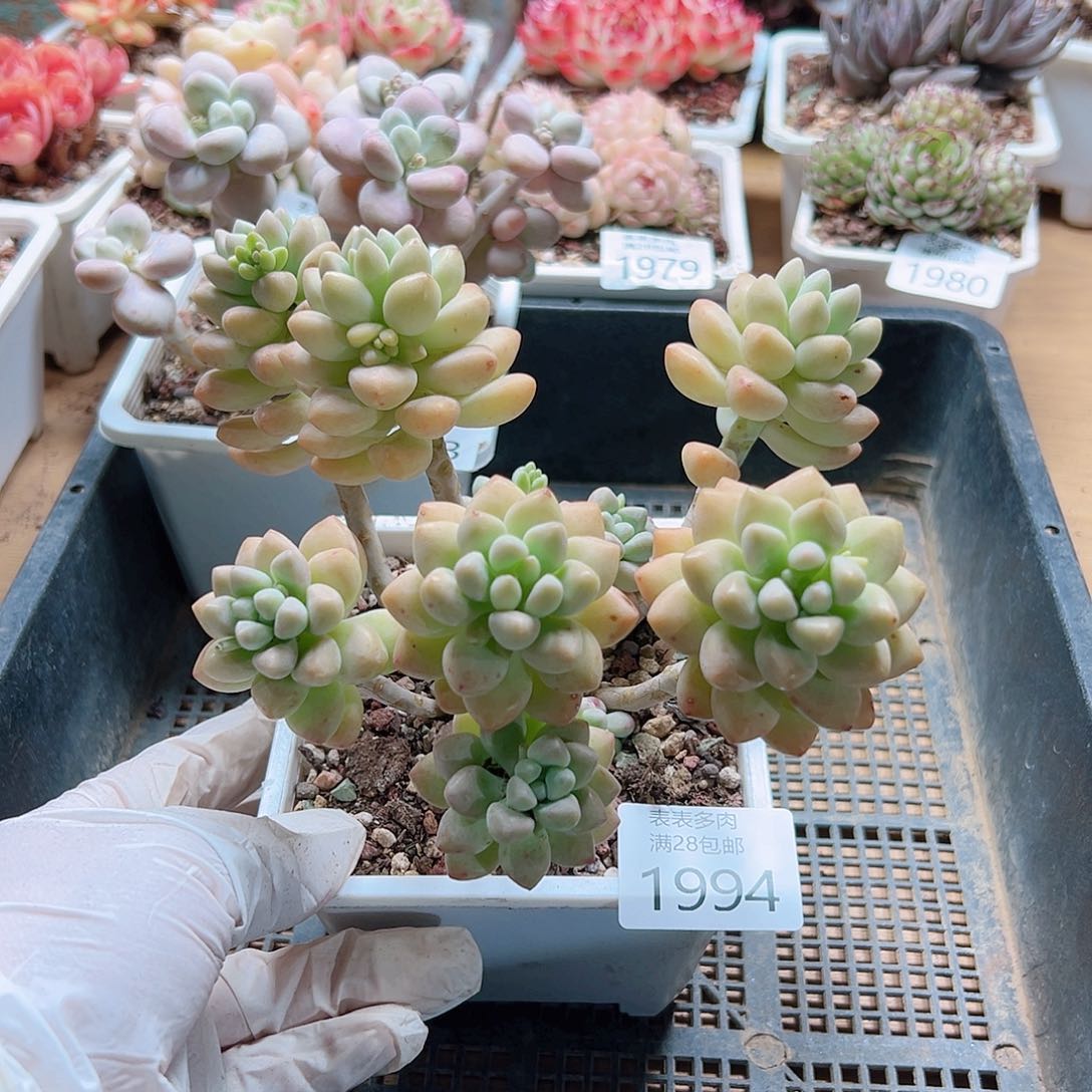 多肉一物＿拍1994