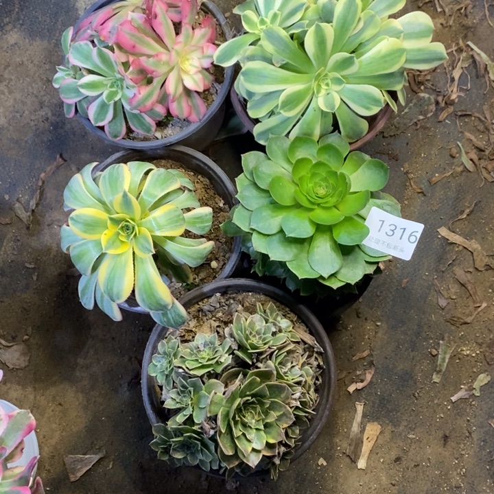5盆多肉断头不包1316