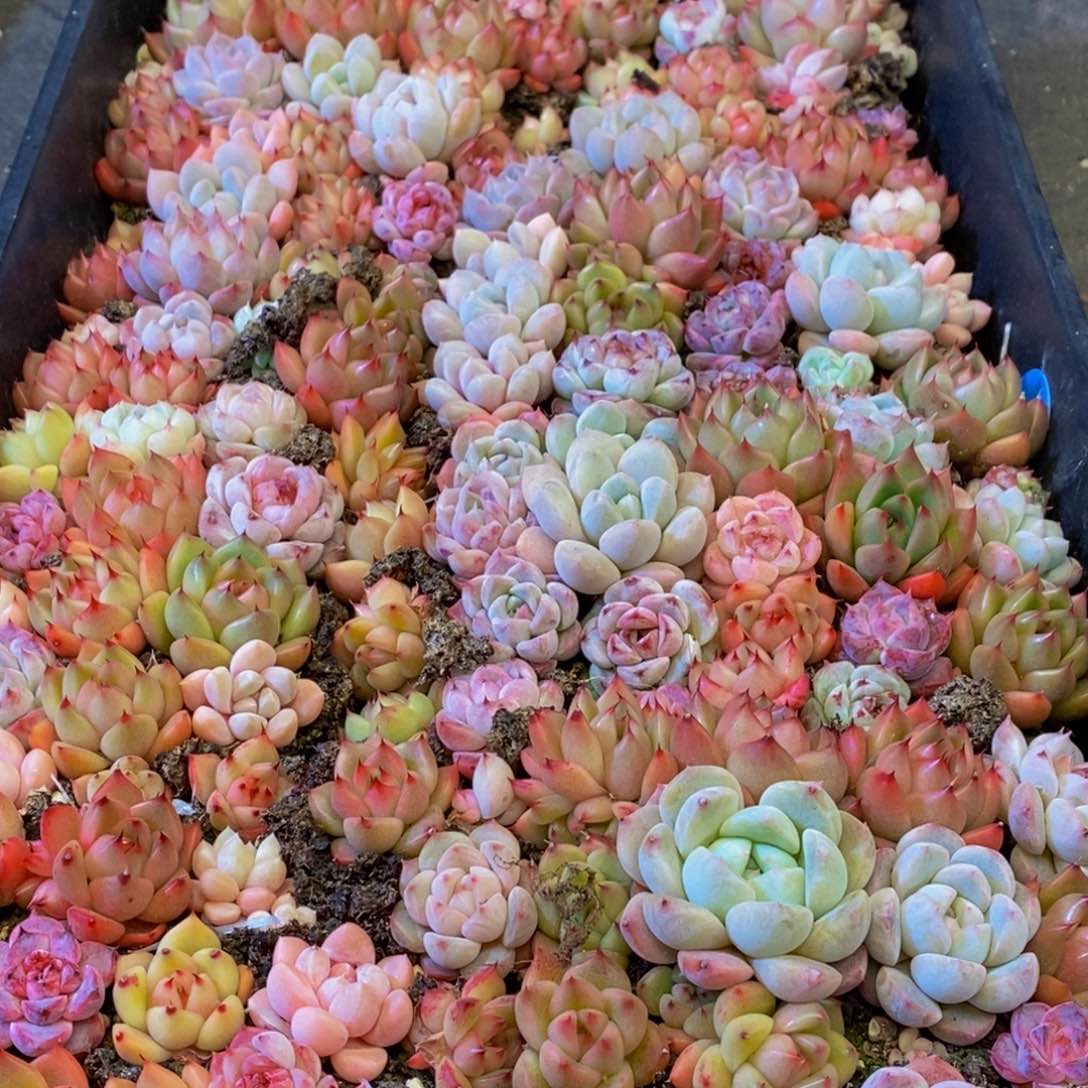 508多肉植物保护研究所所长助理研究员