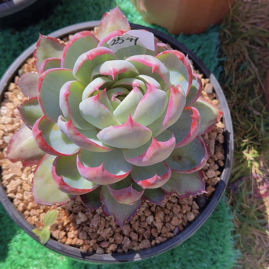 喜****滥2547惊鸿仙子多肉植物