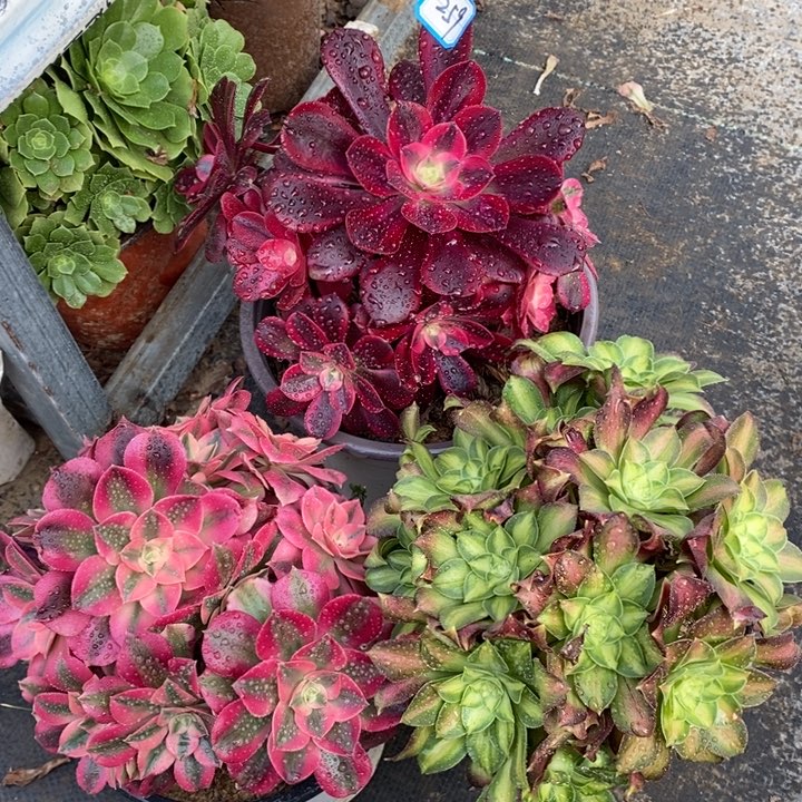 259美杜莎，粉女巫，韶华多肉法师