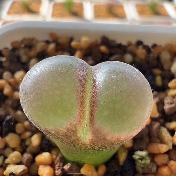 无花朵实生风铃玉25