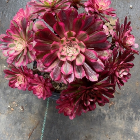 多肉植物红铜壶超白锦