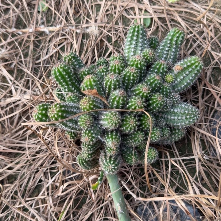 白檀仙人掌群生一群289
