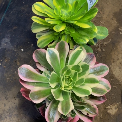 两盆多肉植物2473