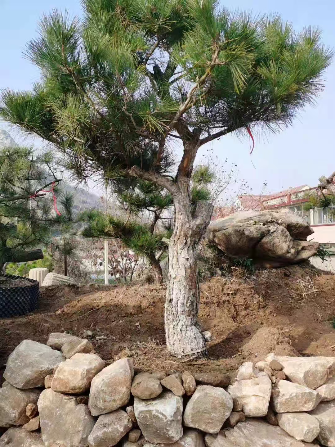 盆景绿植园艺花卉选款