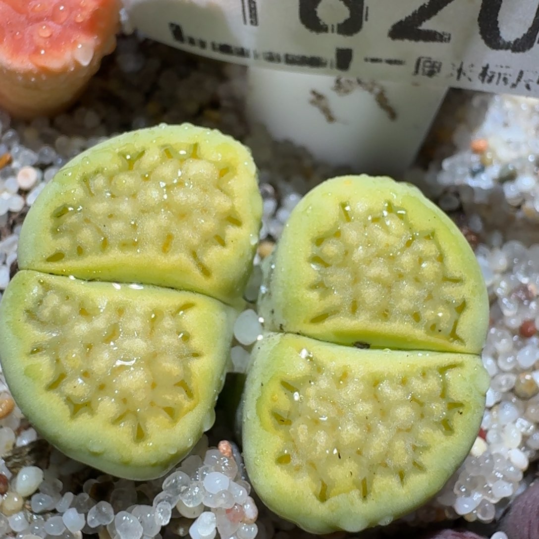 Zzz捡漏福利走起1820