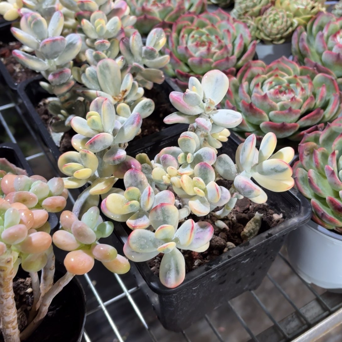 乒乓福娘锦多肉14㎝盆