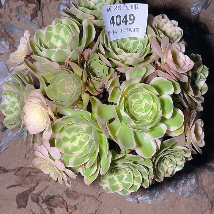 4049海仙多肉植物