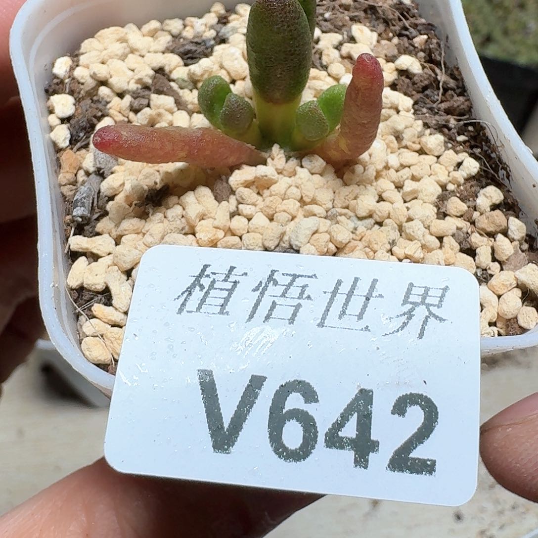 642盒多肉植物哇f f
