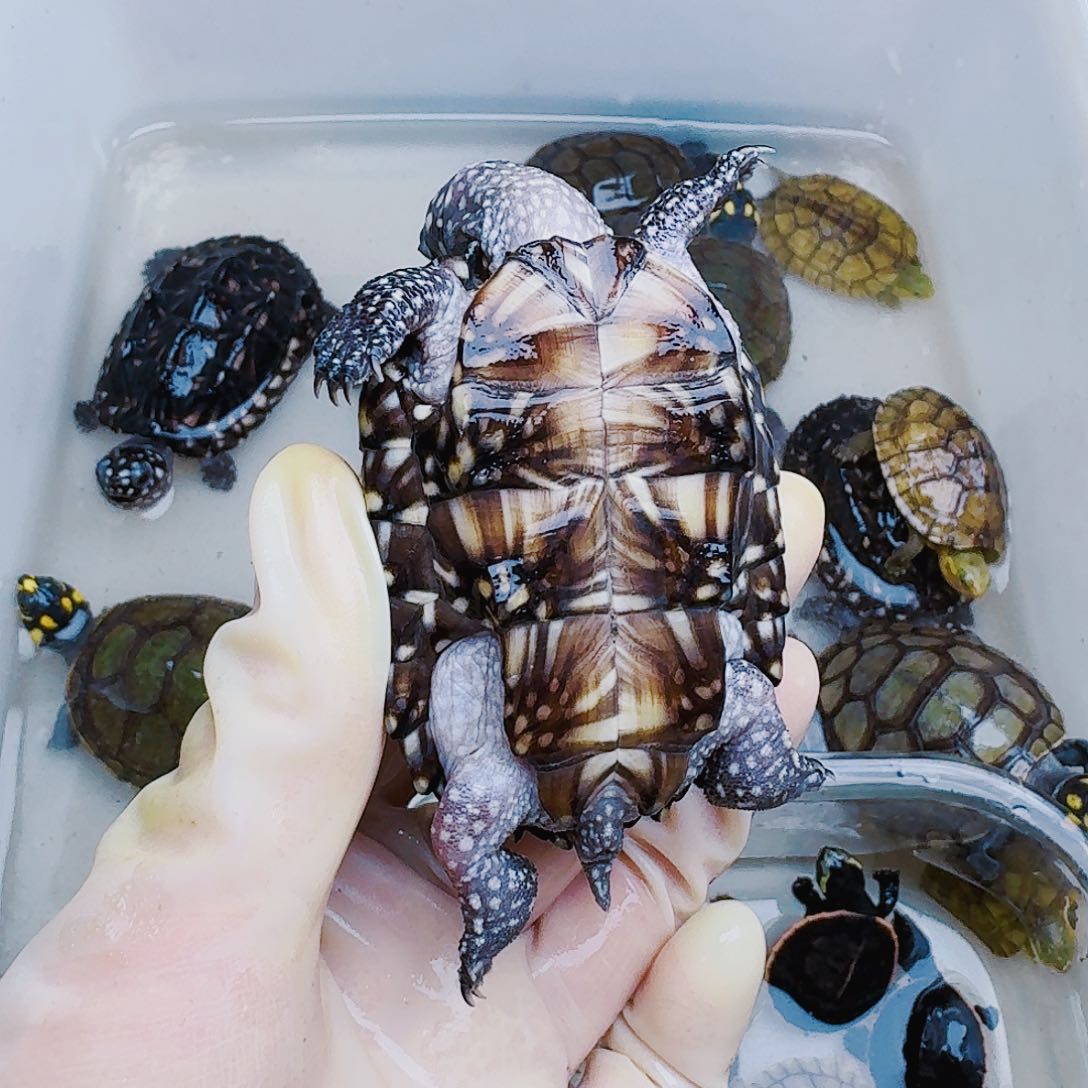 不分公母宠物龟楚*生