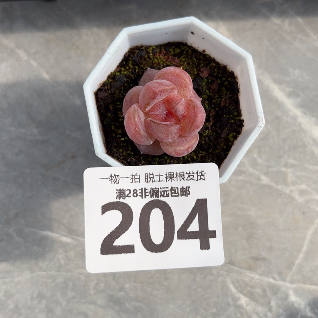 玉兔单头无盆土发货