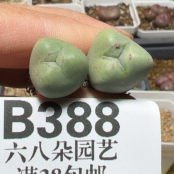388号少将2个多肉植物