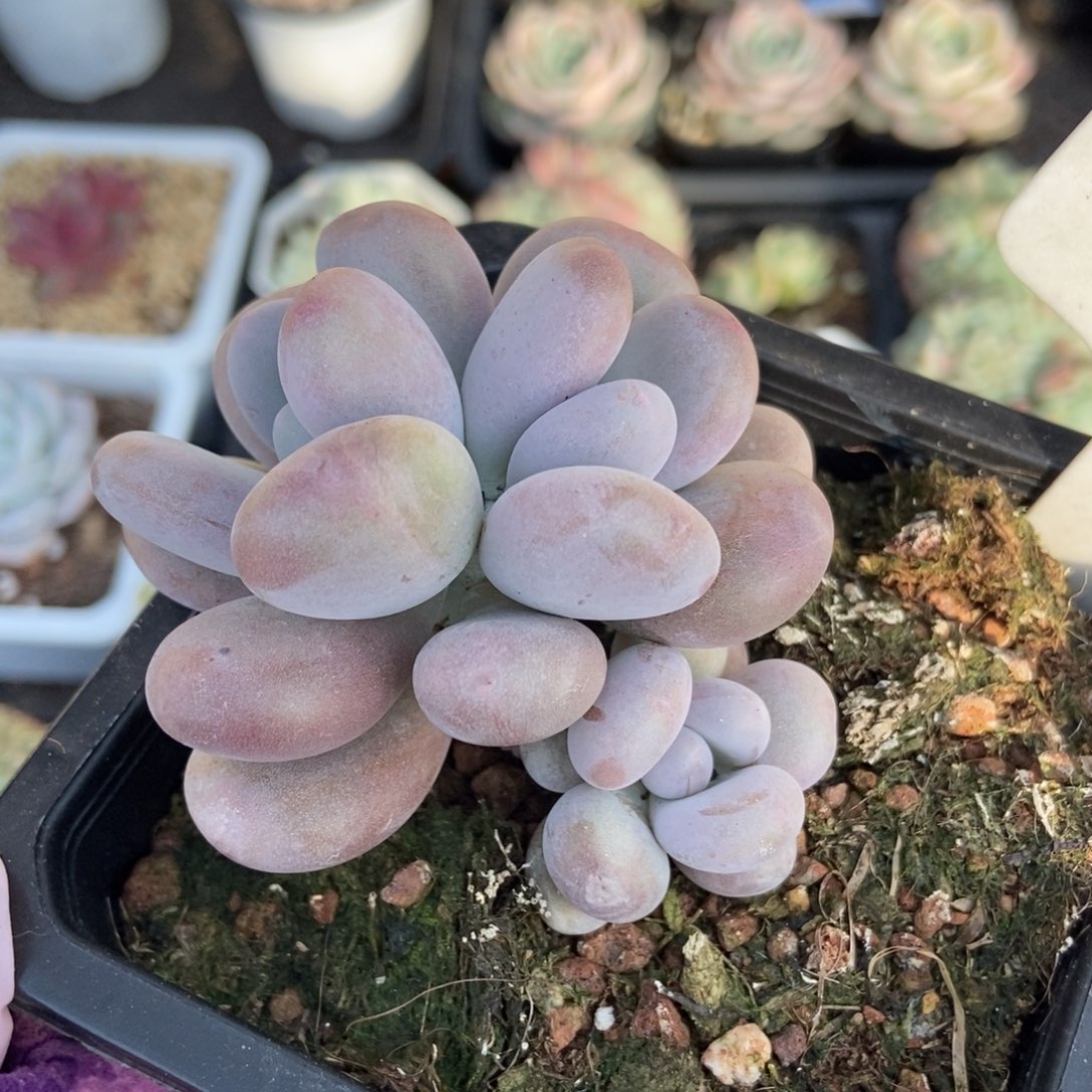 965鸡蛋美人多肉植物