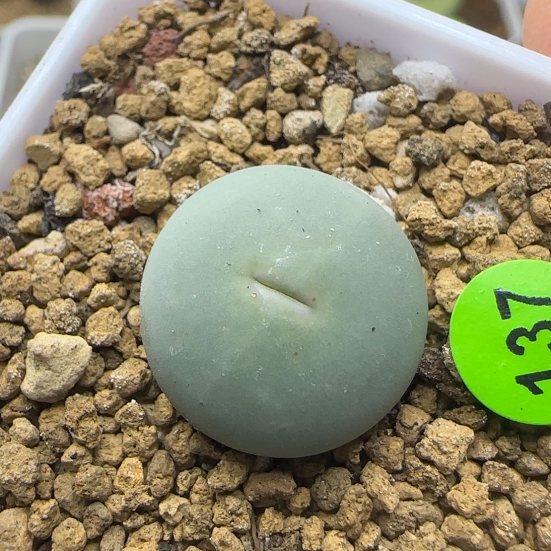 优选sh433v嘴1.8+多肉137