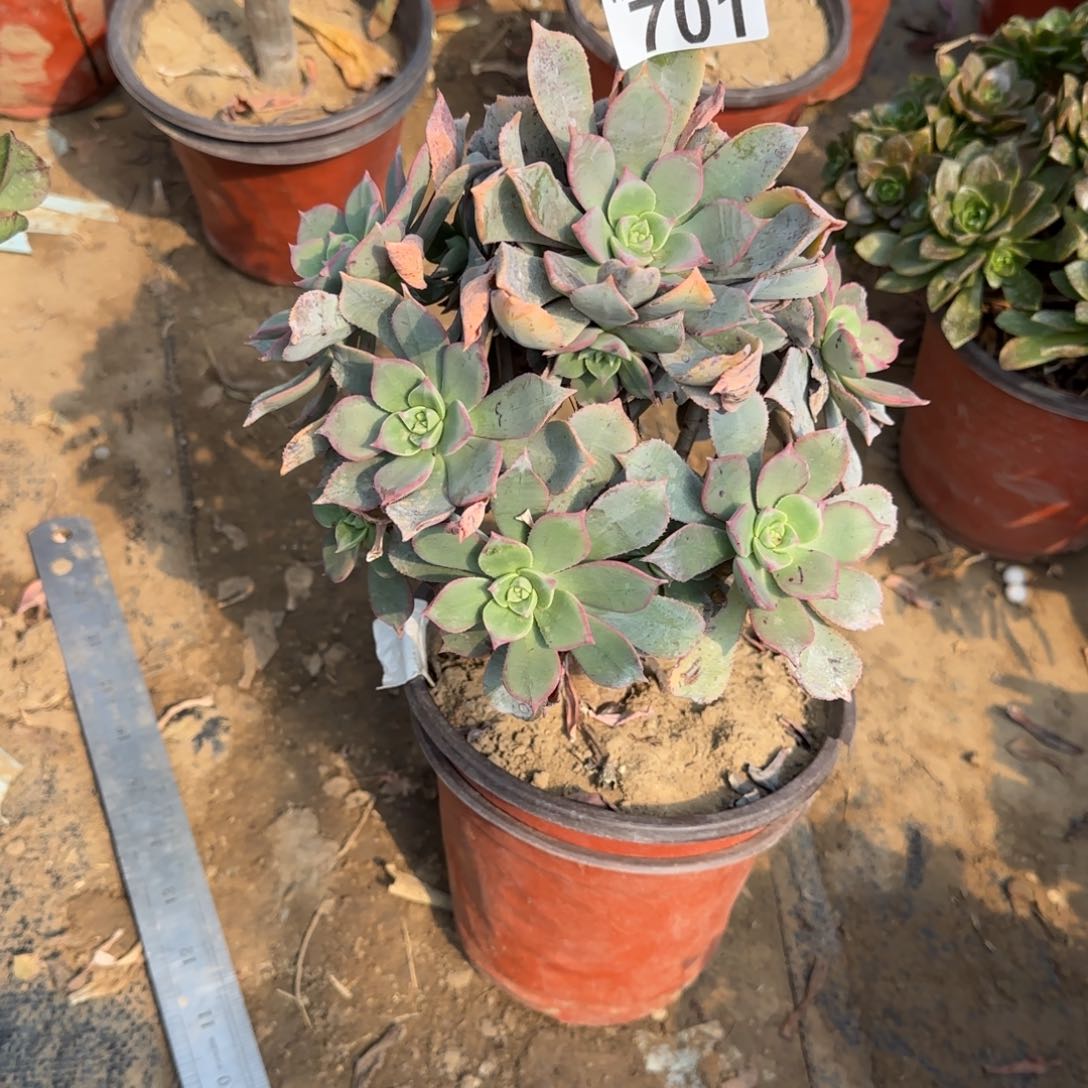 粉仙桃多肉701满28包邮断枝不包