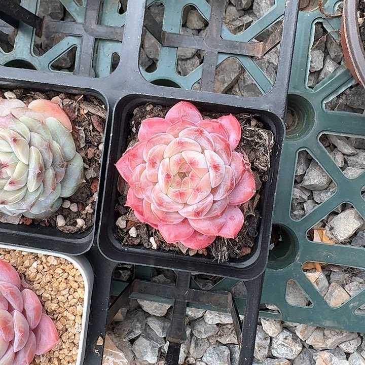 冰糖水晶多肉植物1棵