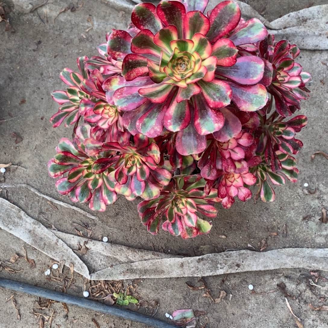 雨***花不开花植物106号香奈儿多肉1颗