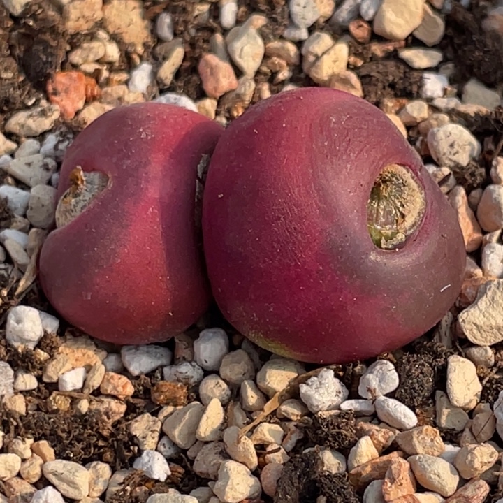 3.4公分超毛母本15855555