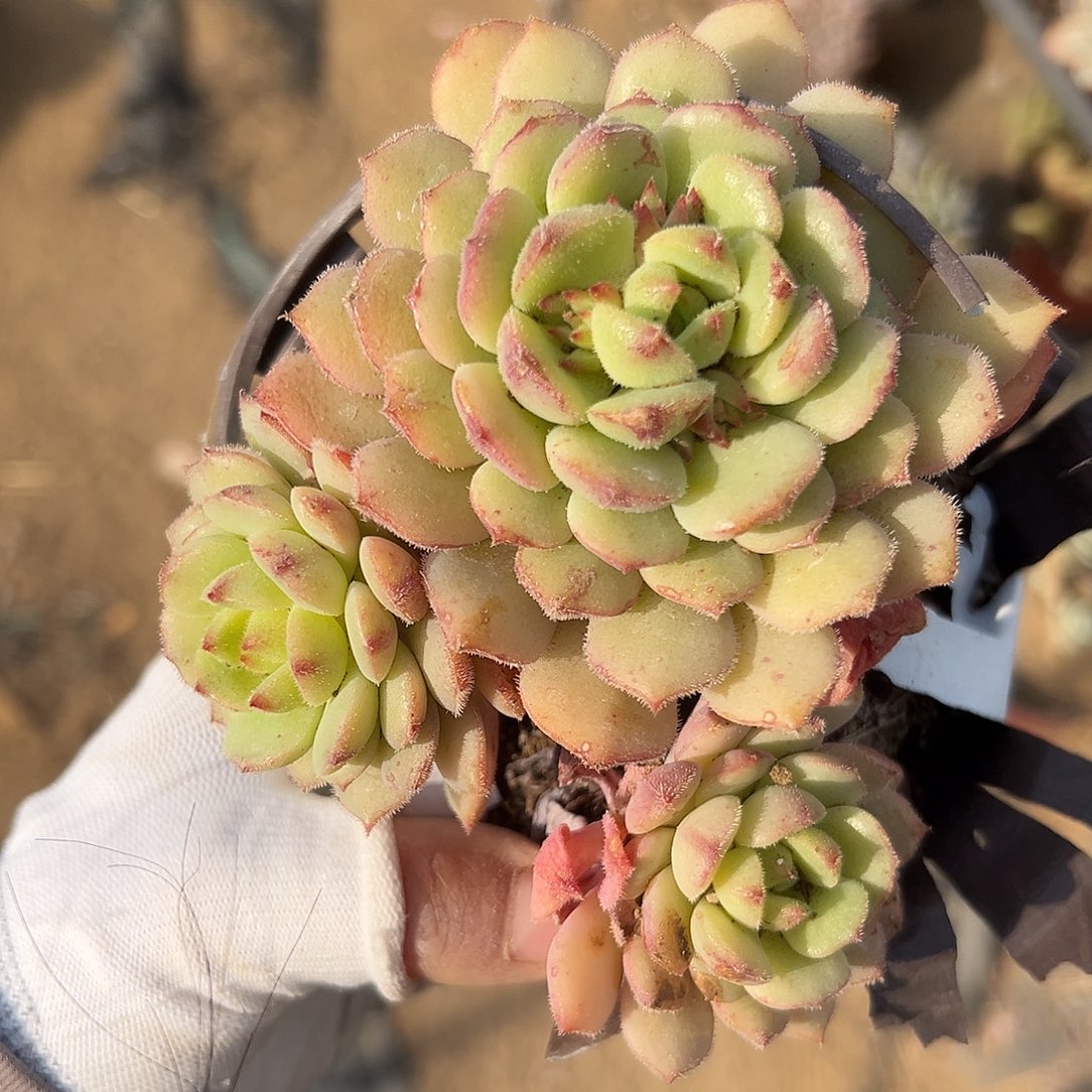 多肉们破中央音乐学院