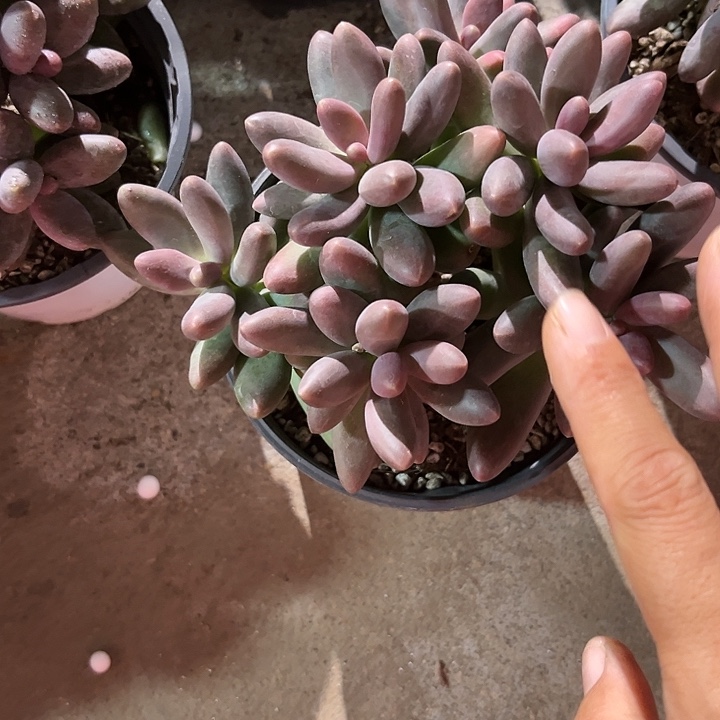 听***b糖果色2445677888899909箱