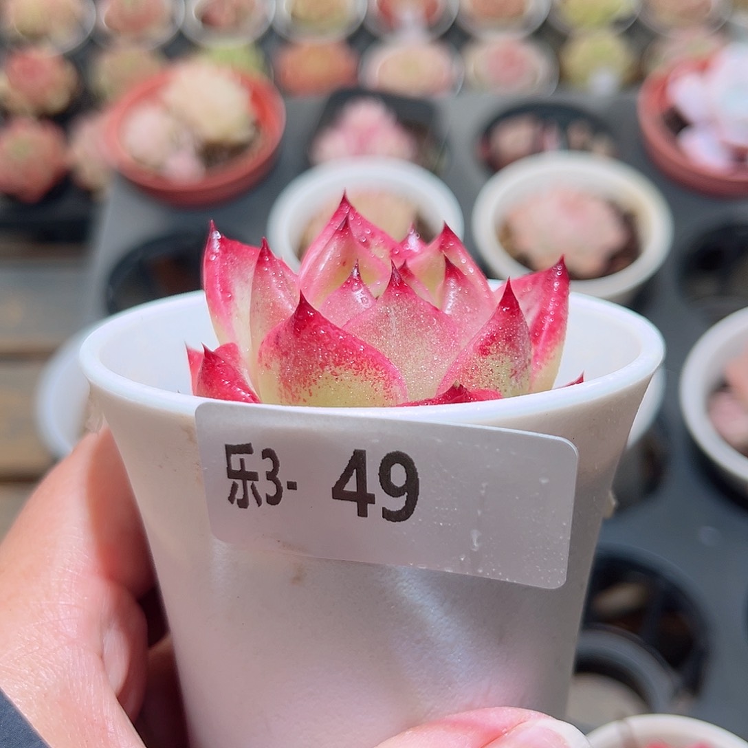 乐3-49 普罗拉单头