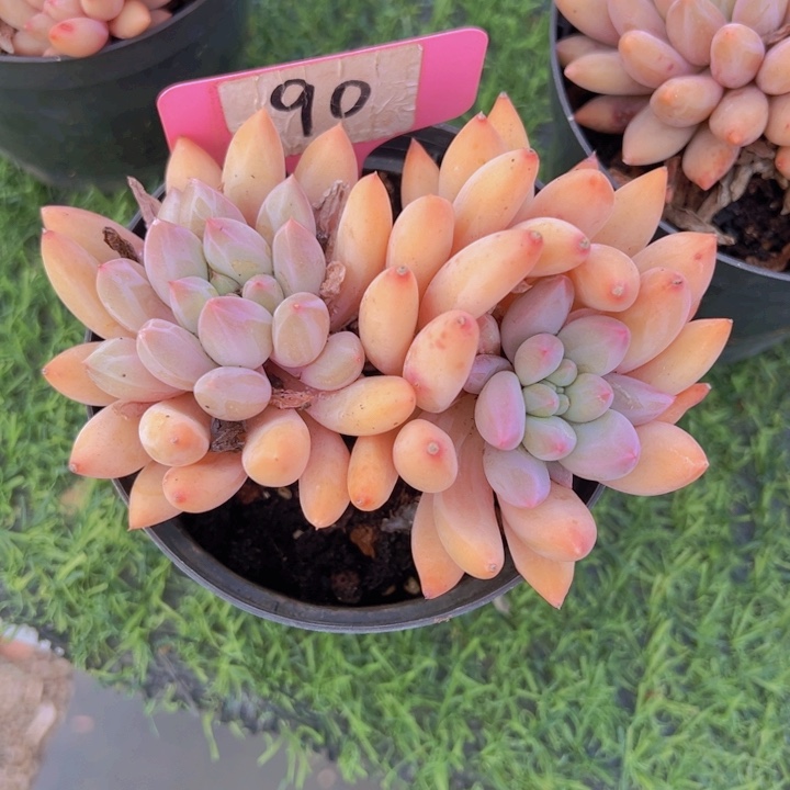 健健康康平平安安