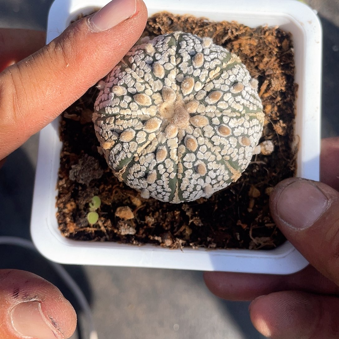 雪***了优惠优惠芝麻球仙人球