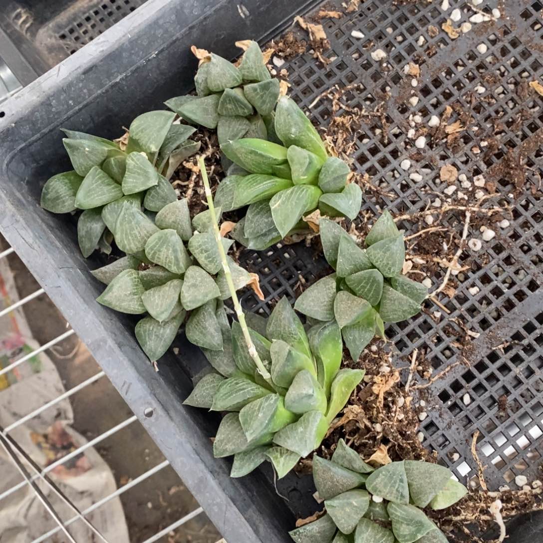 842 一颗实生丸叶寿 超级福利