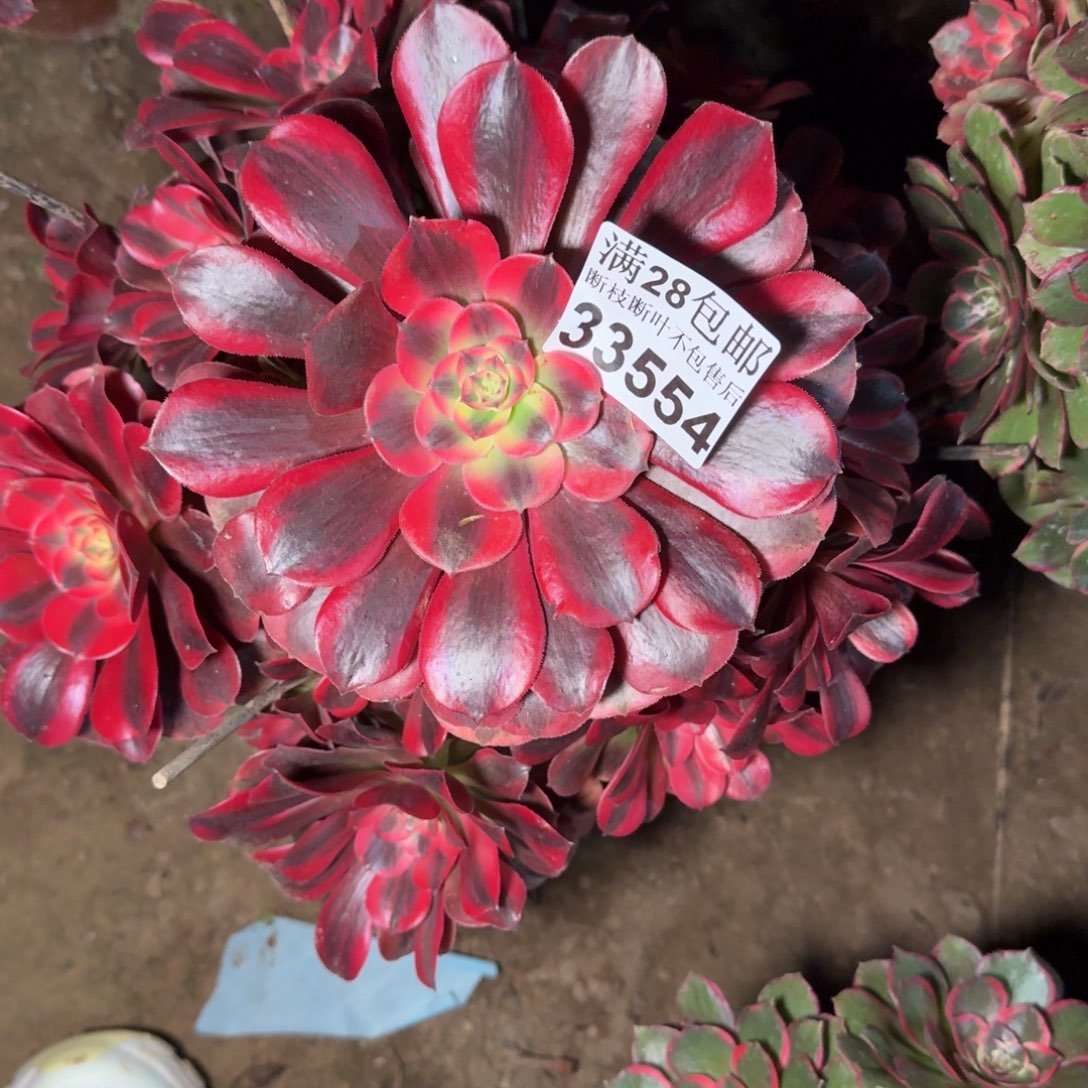 33544美杜莎不包断枝多肉